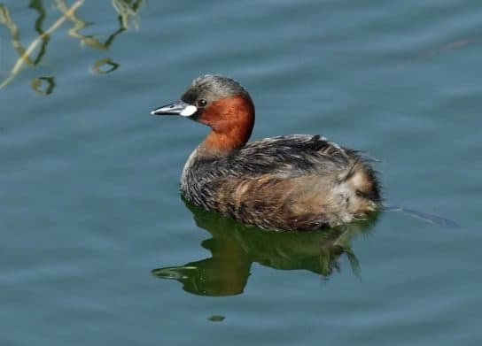 Birds of Asia with photos and names | Predatory and flightless birds of Asia