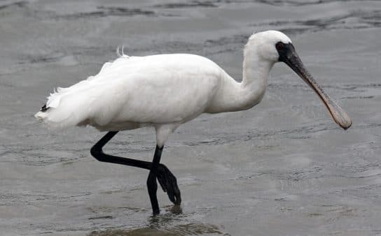 Birds of Asia with photos and names | Predatory and flightless birds of Asia