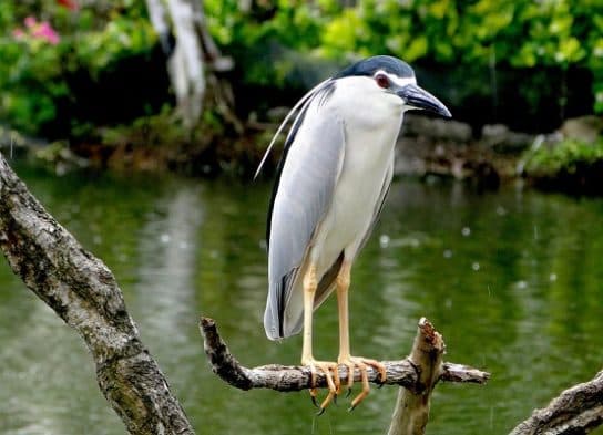 Birds of Asia with photos and names | Predatory and flightless birds of Asia
