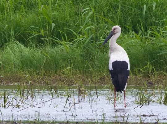 Birds of Asia with photos and names | Predatory and flightless birds of Asia