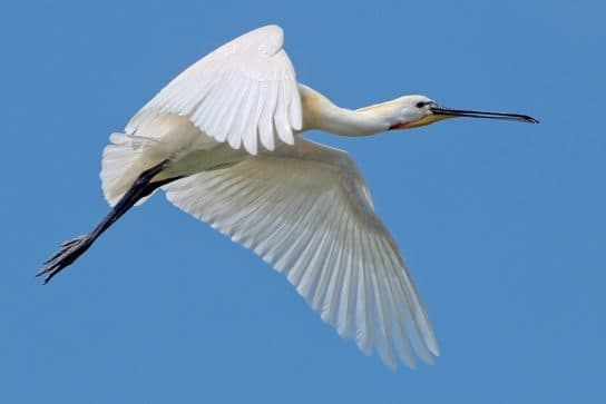 Birds of Asia with photos and names | Predatory and flightless birds of Asia