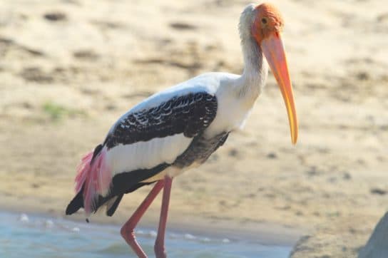 Birds of Asia with photos and names | Predatory and flightless birds of Asia