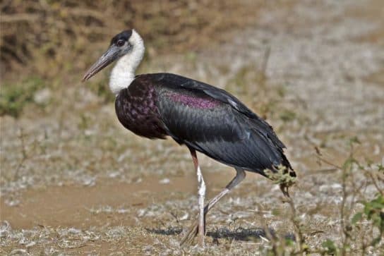 Birds of Asia with photos and names | Predatory and flightless birds of Asia