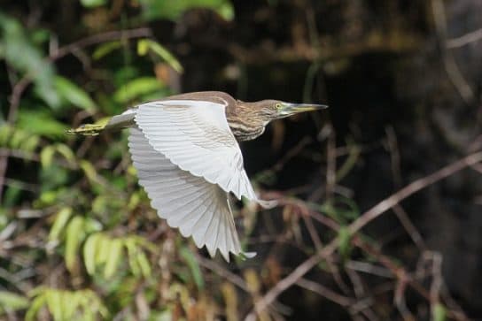 Birds of Asia with photos and names | Predatory and flightless birds of Asia