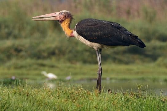 Birds of Asia with photos and names | Predatory and flightless birds of Asia