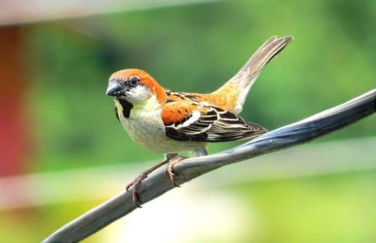 Birds of Asia with photos and names | Predatory and flightless birds of Asia