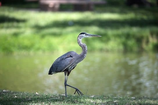 Birds of Asia with photos and names | Predatory and flightless birds of Asia