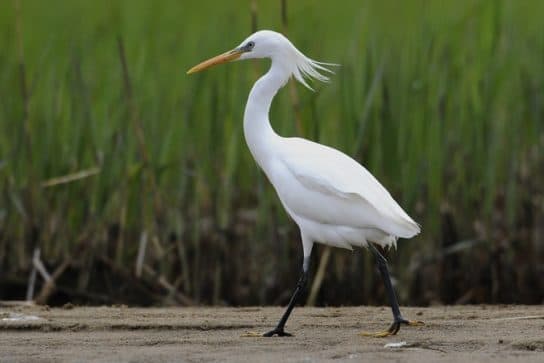 Birds of Asia with photos and names | Predatory and flightless birds of Asia
