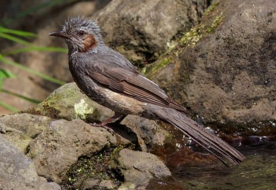 Birds of Asia with photos and names | Predatory and flightless birds of Asia