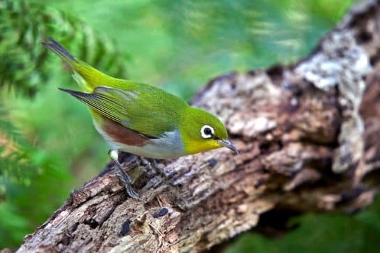 Birds of Asia with photos and names | Predatory and flightless birds of Asia