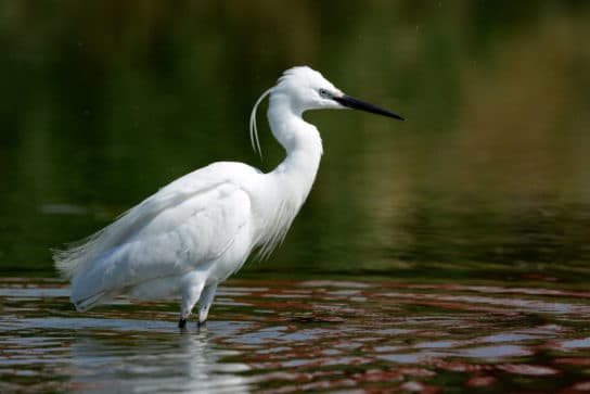 Birds of Asia with photos and names | Predatory and flightless birds of Asia