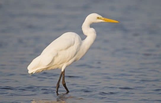 Birds of Asia with photos and names | Predatory and flightless birds of Asia