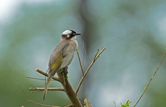 Birds of Asia with photos and names | Predatory and flightless birds of Asia