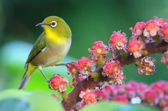 Birds of Asia with photos and names | Predatory and flightless birds of Asia