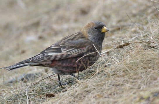 Birds of Asia with photos and names | Predatory and flightless birds of Asia