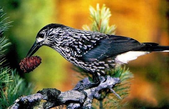 Birds of Asia with photos and names | Predatory and flightless birds of Asia