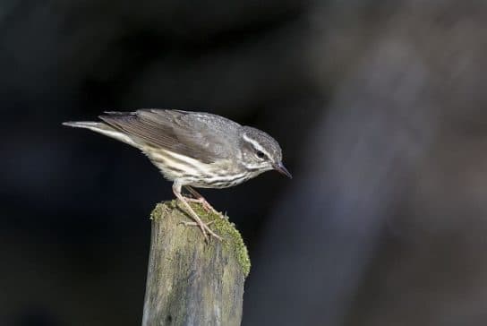 Birds of Asia with photos and names | Predatory and flightless birds of Asia