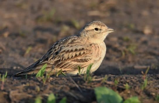 Birds of Asia with photos and names | Predatory and flightless birds of Asia