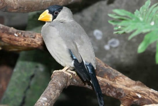 Birds of Asia with photos and names | Predatory and flightless birds of Asia