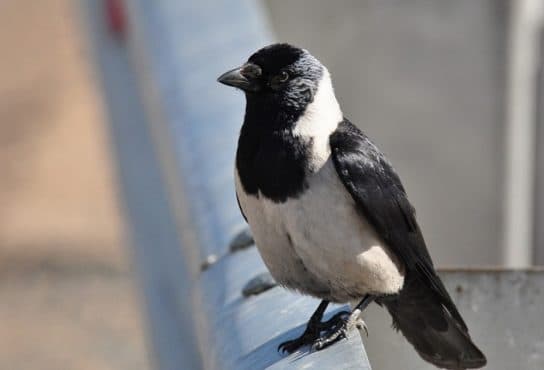 Birds of Asia with photos and names | Predatory and flightless birds of Asia