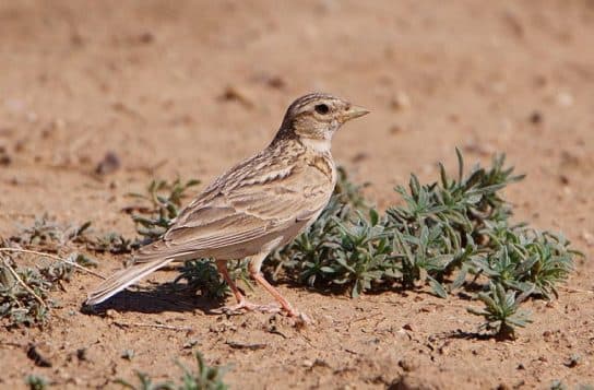 Birds of Asia with photos and names | Predatory and flightless birds of Asia
