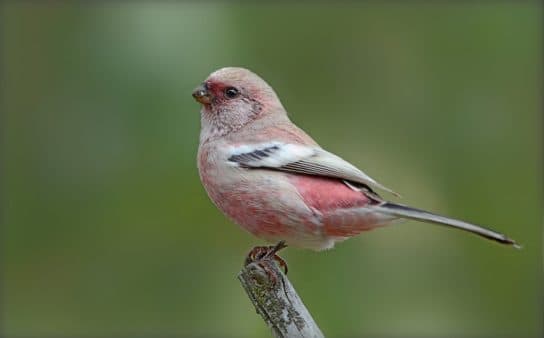 Birds of Asia with photos and names | Predatory and flightless birds of Asia