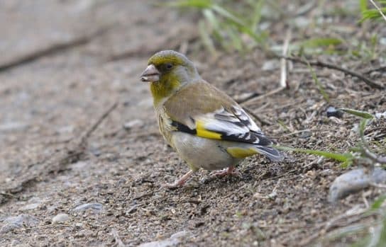 Birds of Asia with photos and names | Predatory and flightless birds of Asia