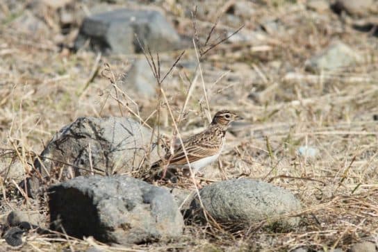 Birds of Asia with photos and names | Predatory and flightless birds of Asia