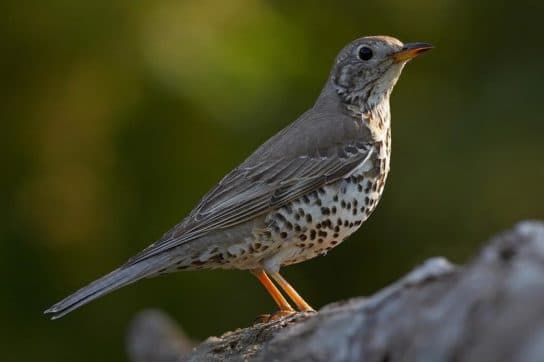 Birds of Asia with photos and names | Predatory and flightless birds of Asia