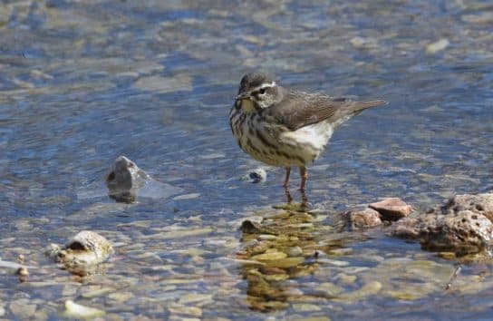 Birds of Asia with photos and names | Predatory and flightless birds of Asia
