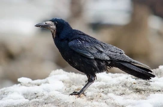 Birds of Asia with photos and names | Predatory and flightless birds of Asia