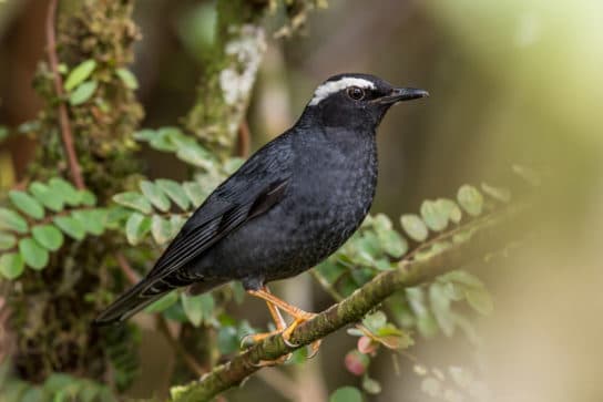 Birds of Asia with photos and names | Predatory and flightless birds of Asia