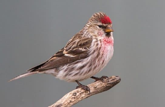 Birds of Asia with photos and names | Predatory and flightless birds of Asia