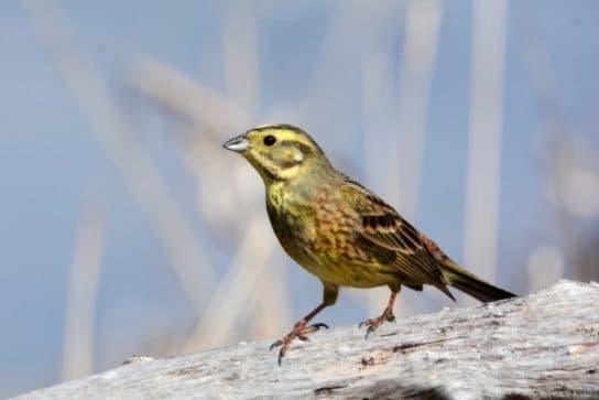 Birds of Asia with photos and names | Predatory and flightless birds of Asia