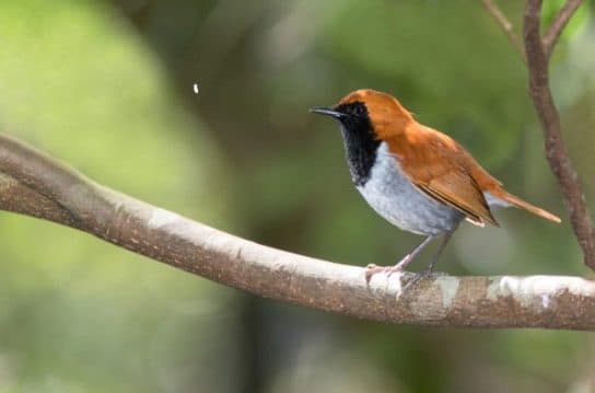 Birds of Asia with photos and names | Predatory and flightless birds of Asia
