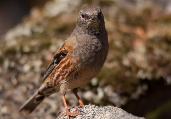 Birds of Asia with photos and names | Predatory and flightless birds of Asia