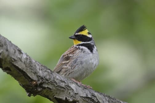 Birds of Asia with photos and names | Predatory and flightless birds of Asia