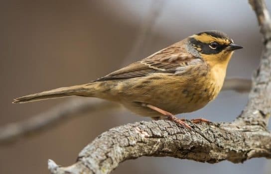 Birds of Asia with photos and names | Predatory and flightless birds of Asia