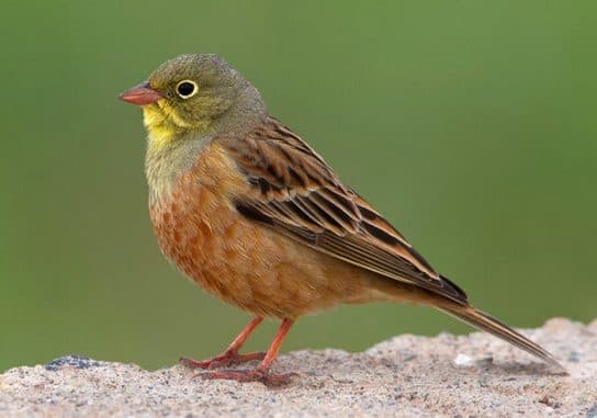 Birds of Asia with photos and names | Predatory and flightless birds of Asia