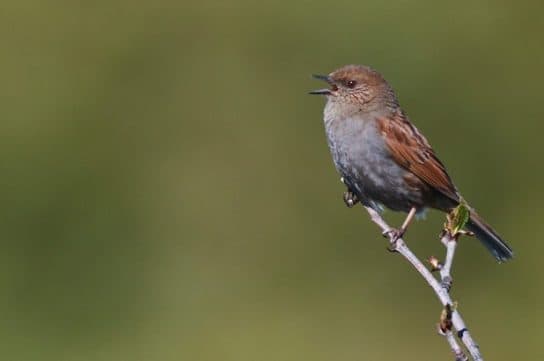 Birds of Asia with photos and names | Predatory and flightless birds of Asia