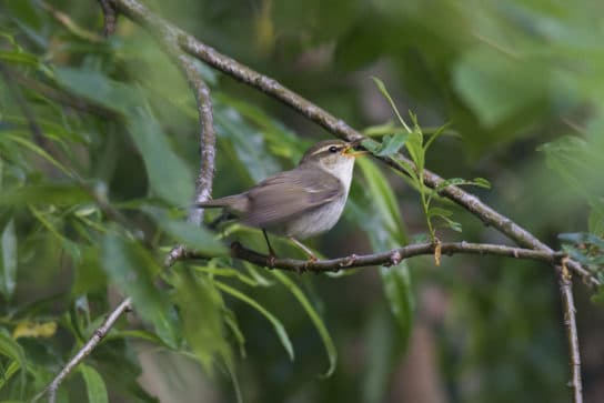 Birds of Asia with photos and names | Predatory and flightless birds of Asia