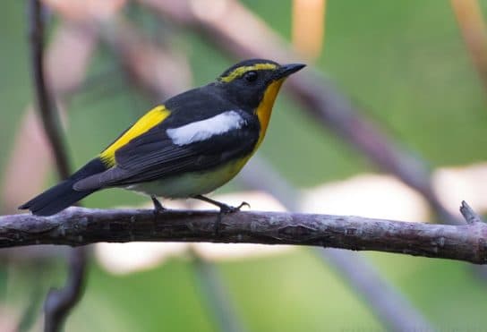 Birds of Asia with photos and names | Predatory and flightless birds of Asia