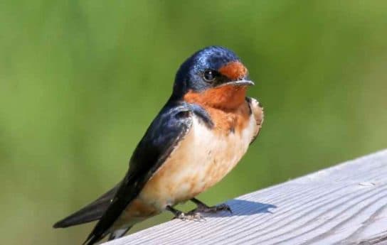 Birds of Asia with photos and names | Predatory and flightless birds of Asia