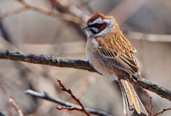 Birds of Asia with photos and names | Predatory and flightless birds of Asia