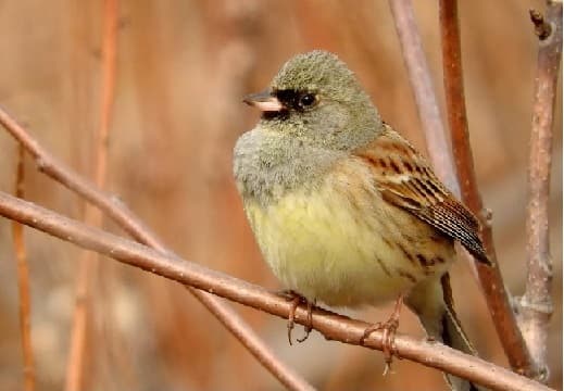 Birds of Asia with photos and names | Predatory and flightless birds of Asia