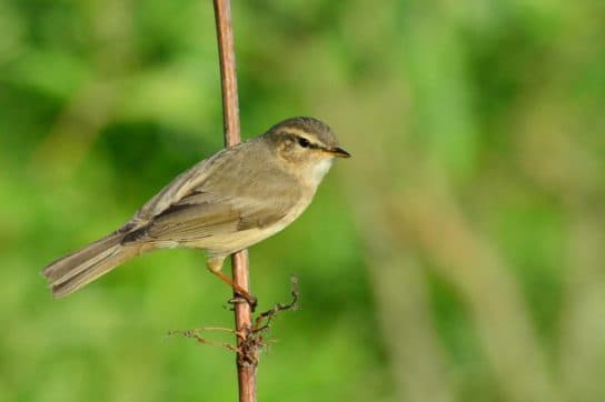 Birds of Asia with photos and names | Predatory and flightless birds of Asia