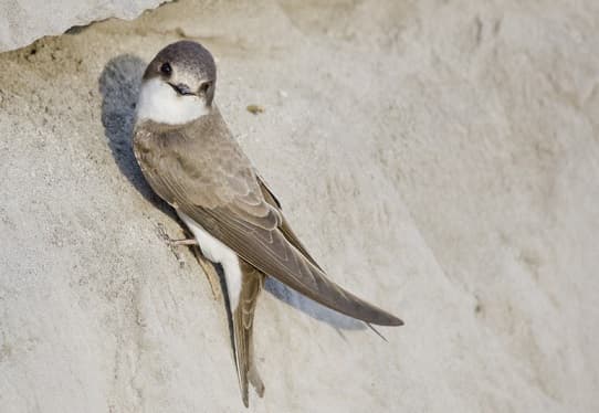 Birds of Asia with photos and names | Predatory and flightless birds of Asia