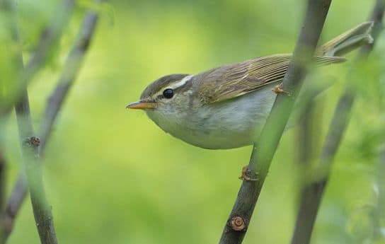 Birds of Asia with photos and names | Predatory and flightless birds of Asia