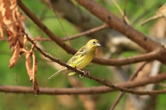Birds of Asia with photos and names | Predatory and flightless birds of Asia