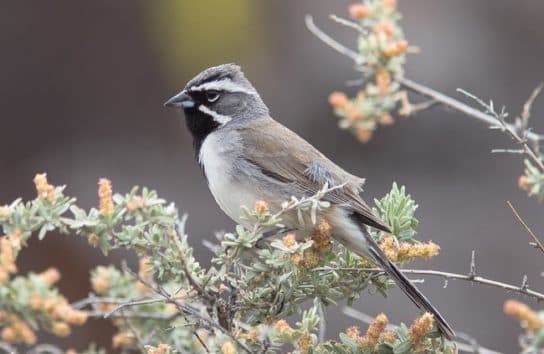 Birds of Asia with photos and names | Predatory and flightless birds of Asia